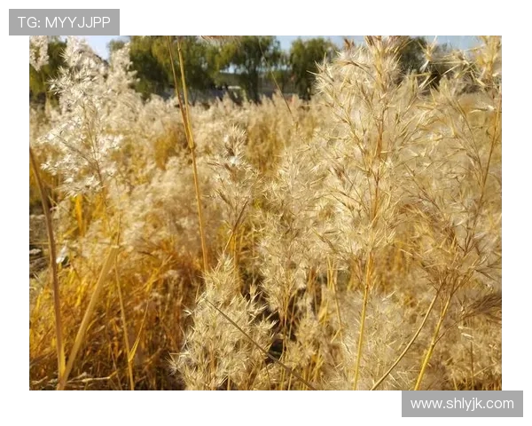 吴磊畅谈DOTA2成长之路与职业生涯的点滴回忆